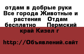 отдам в добрые руки - Все города Животные и растения » Отдам бесплатно   . Пермский край,Кизел г.